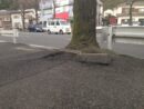 「根上りで歩道が割れているんです！！」との電話で現場へ！！　～駒岡の街路樹の根上り問題